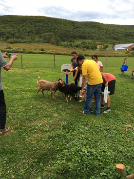 feeding+the+neighbor's+goats