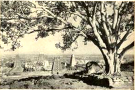 Large ancient temple stands in nearby Tiruvannamalai, seen here from the slopes of the holy mountain. The banyan tree in the foreground is sacred to Hindus.