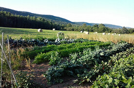 Ashrama's north field, looking northeast