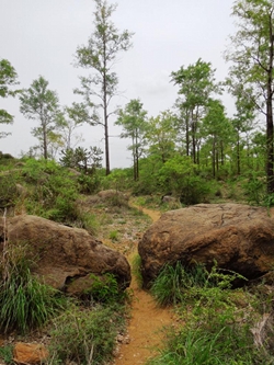 Even the rocks pave the way